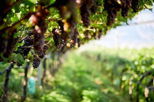 FedAgriPesca Fvg: bene allo stop triennale degli impianti di Pinot grigio